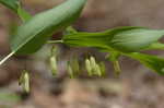 Solomon's seal